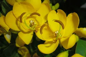 Butterfly Bush Senna pendula 10 Seeds  USA Company