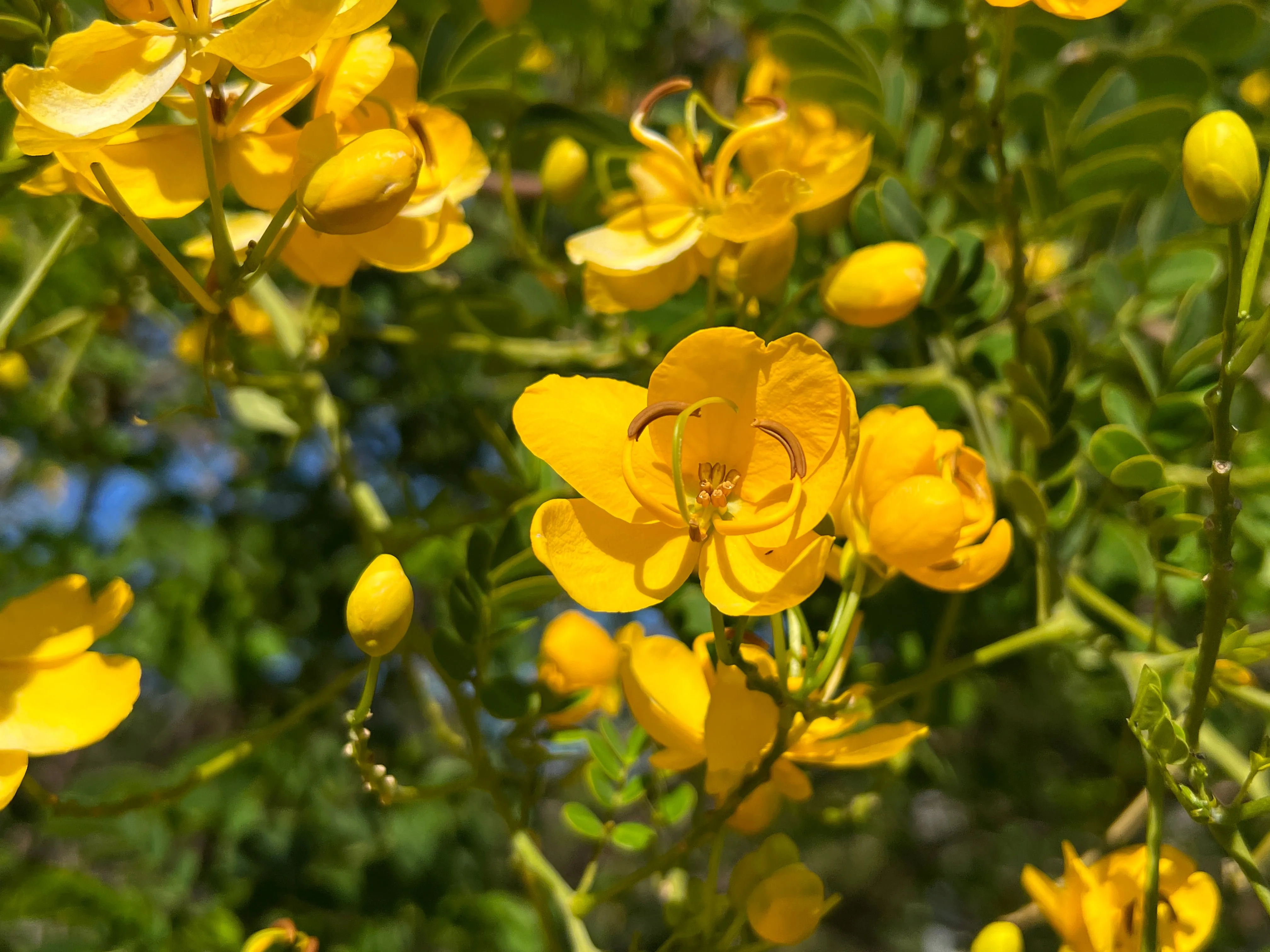 Butterfly Bush Senna pendula 10 Seeds  USA Company