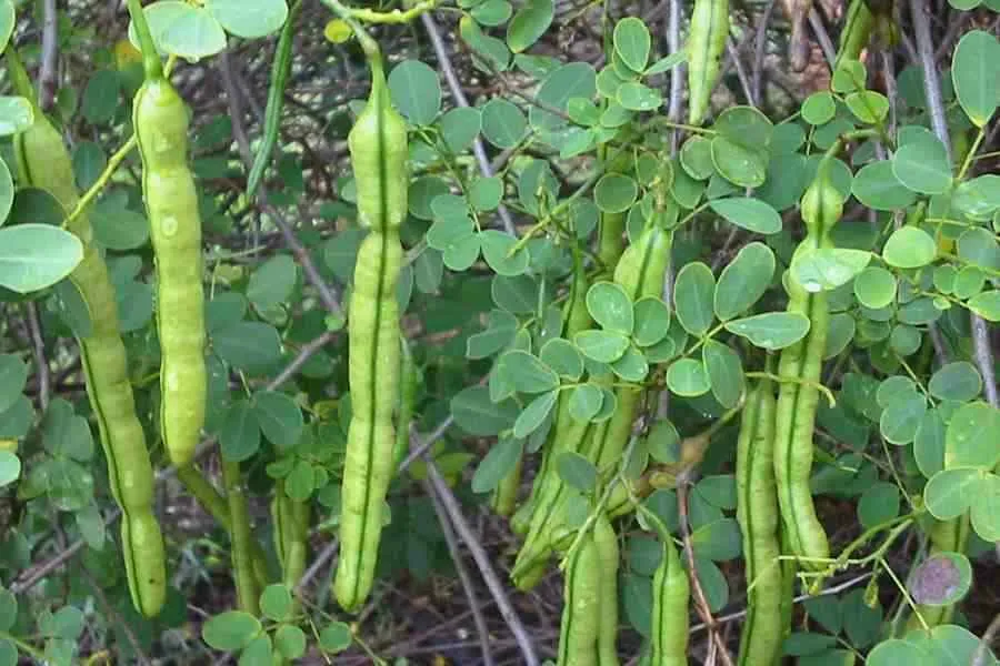 Butterfly Bush Senna pendula 10 Seeds  USA Company