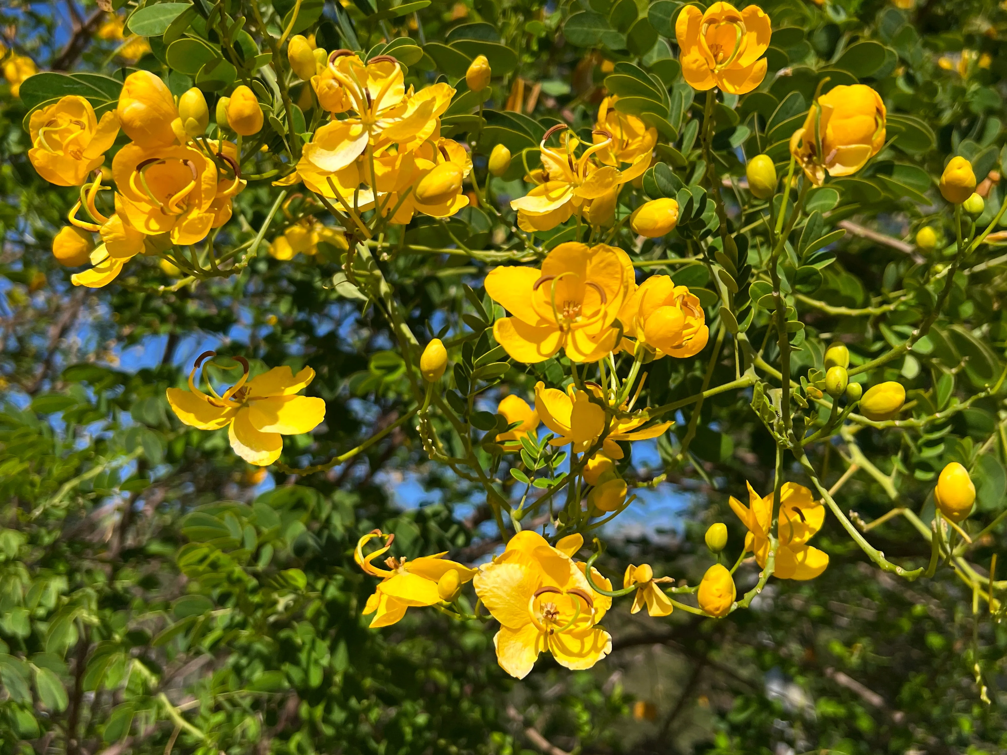 Butterfly Bush Senna pendula 10 Seeds  USA Company