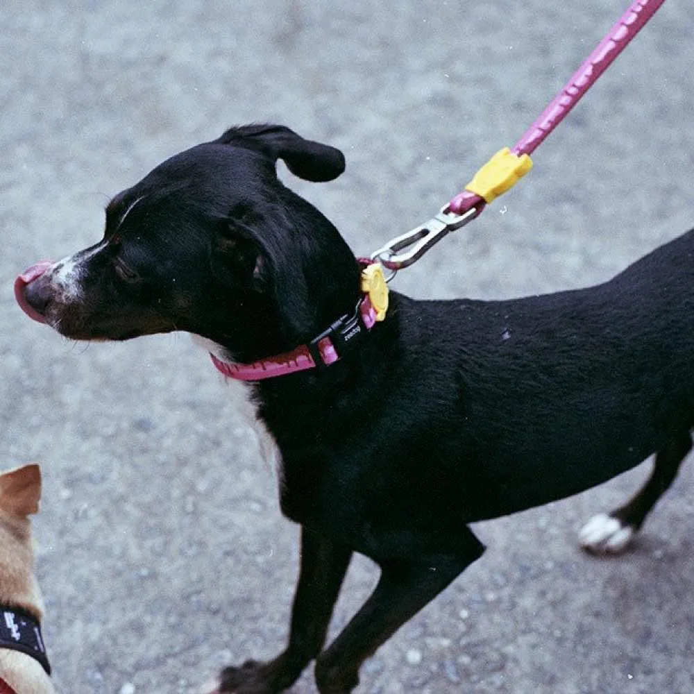 Zee.Dog Cake Dog Collar